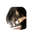 子猫の日常〜美栞〜（個別スタンプ：5）