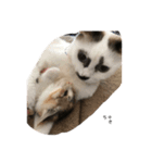子猫の日常〜美栞〜（個別スタンプ：6）