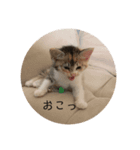 子猫の日常〜美栞〜（個別スタンプ：7）