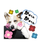 オハナのスタンプ時々リン（関西弁ver.）（個別スタンプ：15）