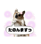 オハナのスタンプ時々リン（関西弁ver.）（個別スタンプ：23）