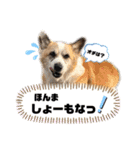オハナのスタンプ時々リン（関西弁ver.）（個別スタンプ：29）