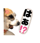 オハナのスタンプ時々リン（関西弁ver.）（個別スタンプ：37）