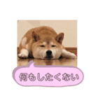 柴犬のあずきです（個別スタンプ：1）