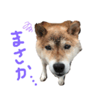 柴犬のあずきです（個別スタンプ：2）