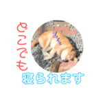 柴犬のあずきです（個別スタンプ：3）