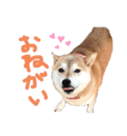 柴犬のあずきです（個別スタンプ：4）
