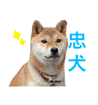 柴犬のあずきです（個別スタンプ：5）
