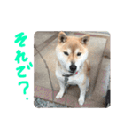柴犬のあずきです（個別スタンプ：6）