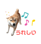 柴犬のあずきです（個別スタンプ：8）