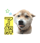 柴犬のあずきです（個別スタンプ：9）