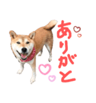 柴犬のあずきです（個別スタンプ：10）
