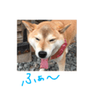 柴犬のあずきです（個別スタンプ：11）