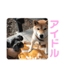 柴犬のあずきです（個別スタンプ：12）