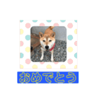 柴犬のあずきです（個別スタンプ：13）