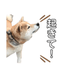 柴犬のあずきです（個別スタンプ：14）