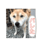 柴犬のあずきです（個別スタンプ：15）