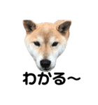 柴犬のあずきです（個別スタンプ：16）