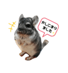 チンチラ_桃太（個別スタンプ：4）