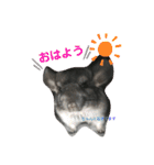 チンチラ_桃太（個別スタンプ：11）