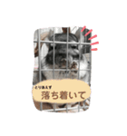 チンチラ_桃太（個別スタンプ：21）