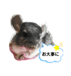 チンチラ_桃太（個別スタンプ：23）