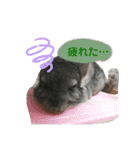チンチラ_桃太（個別スタンプ：24）