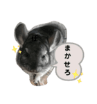 チンチラ_桃太（個別スタンプ：25）