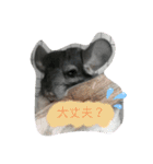 チンチラ_桃太（個別スタンプ：27）