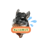 チンチラ_桃太（個別スタンプ：29）