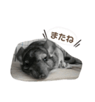 チンチラ_桃太（個別スタンプ：31）