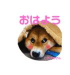 きなクロ！（個別スタンプ：1）
