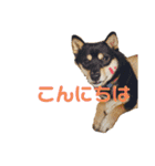 きなクロ！（個別スタンプ：2）