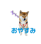 きなクロ！（個別スタンプ：3）