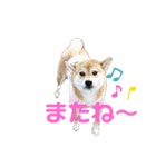 きなクロ！（個別スタンプ：4）
