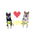 きなクロ！（個別スタンプ：5）