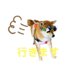 きなクロ！（個別スタンプ：6）
