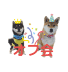 きなクロ！（個別スタンプ：16）