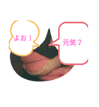 ヒビキスタンプ2！（個別スタンプ：2）