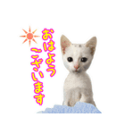 Kさん家のミル その2（個別スタンプ：1）