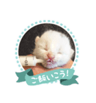 Kさん家のミル その2（個別スタンプ：4）