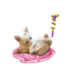 Kさん家のミル その2（個別スタンプ：5）