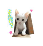 Kさん家のミル その2（個別スタンプ：6）