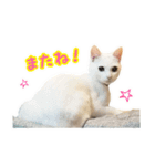 Kさん家のミル その2（個別スタンプ：8）