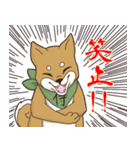 日本が大好き！茶太之助（ちゃたのすけ）君（個別スタンプ：11）