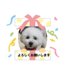 トイプードルのマリリンちゃん 2（個別スタンプ：1）