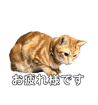 あわねこ保育園の園児たち①（個別スタンプ：2）