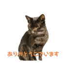あわねこ保育園の園児たち①（個別スタンプ：4）