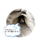 あわねこ保育園の園児たち①（個別スタンプ：7）