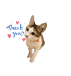あわねこ保育園の園児たち①（個別スタンプ：8）